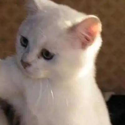 可爱猫头像萌萌哒图片高清超萌小奶猫头像
