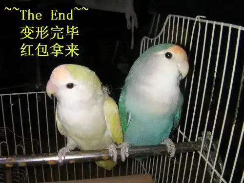 上海哪里有卖牡丹鹦鹉紫罗兰品种如下图
