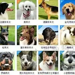 大白熊犬的美拍
