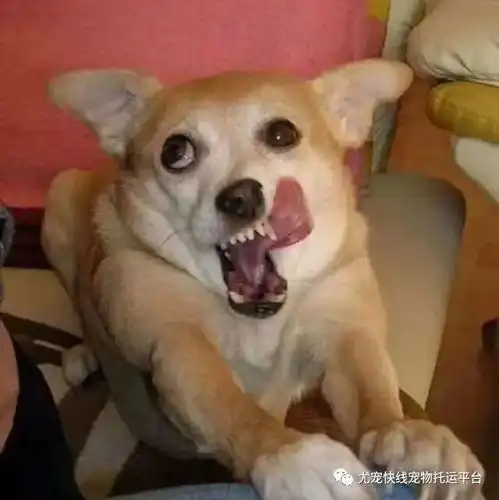 我想对你说声谢谢
