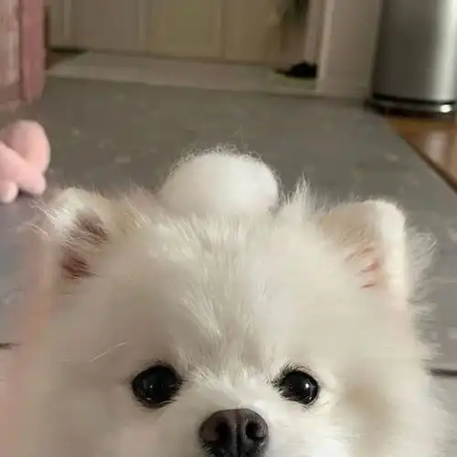 萌宠头像狗狗头像可爱汪汪头像
