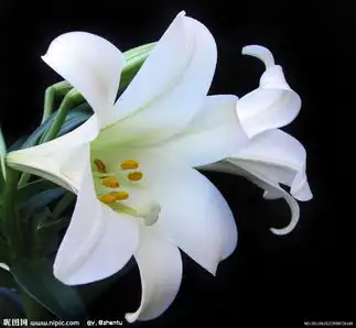 百合花对家居环境的影响
