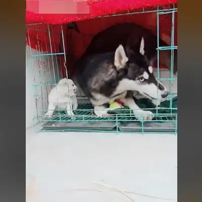 让二哈照顾流浪小土狗,半小时后小狗惨叫,主人二哈快到锅里来
