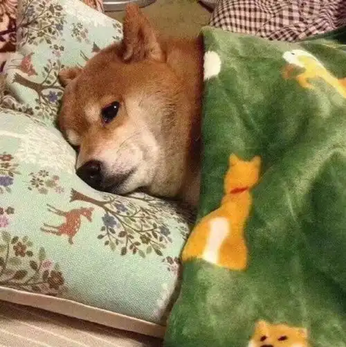 小柴犬价格多少钱一只四大因素直接影响柴犬的价格

