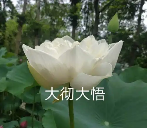 人类超高质量沙雕头像
