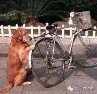 这样的金毛,岂能不爱
