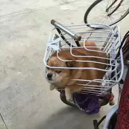 呆萌可爱的狗狗头像看了之后心都化了

