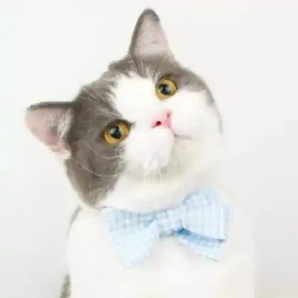 可爱猫咪情侣头像一对,又萌又搞笑的小猫
