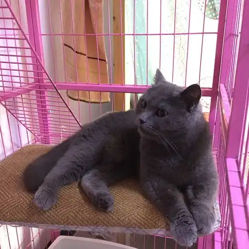 转让1岁蓝猫
