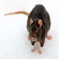 微信头像老鼠微信头像图片大全
