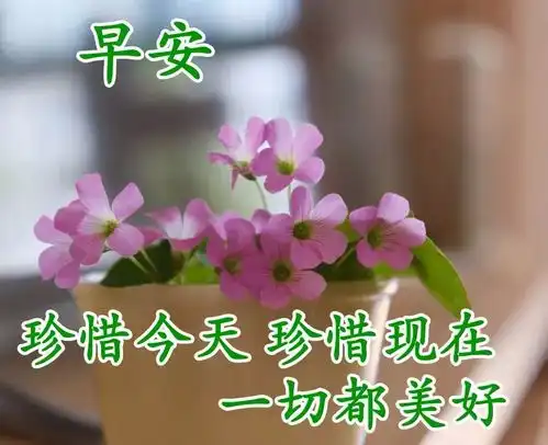 清晨最入心的早安问候语祝福朋友早上好语句配早安漂亮鲜花图片
