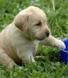 赛级拉布拉多犬,保健康保纯种,合同三包,支持送货
