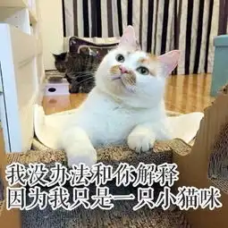 一只成精的猫,我是把啥抱回家了,比女朋友粘人
