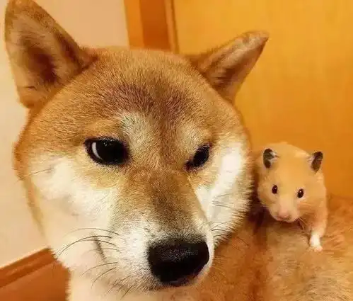柴犬和橘猫不能和睦相处,但却因一只仓鼠,画风转变成了这样
