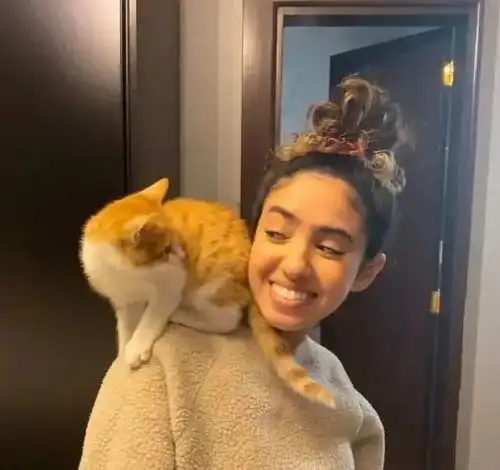 流浪猫在摇晃的桥上躲避寒冷,对众人视而不见,唯独上了女子的车
