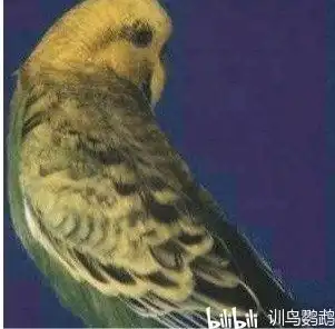 最新最全虎皮鹦鹉品种介绍

