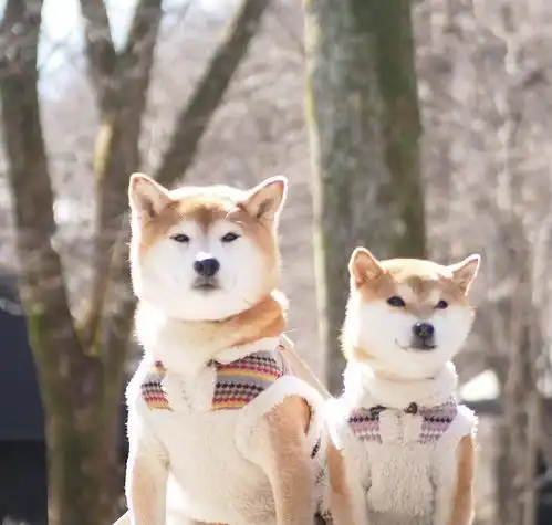 壁纸柴犬兄妹来喽
