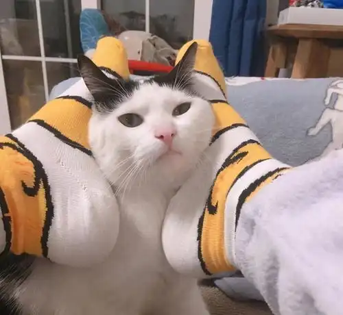 奶牛猫成为讨厌猫的5个原因,怪不得养得人这么少

