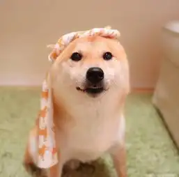 治愈系宠物图片小柴犬,和它的美食故事
