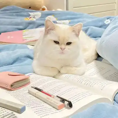 2023最新超萌猫咪情侣头像
