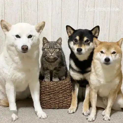一只美短猫完美融入三只柴犬,好可爱啊
