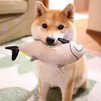 呆萌柴犬头像图片微信头像图片大全
