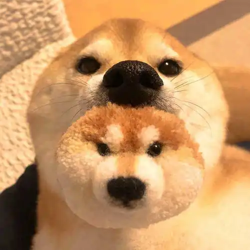 柴犬萌照分享柴柴
