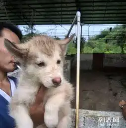 出售纯种二哈幼犬公母都有桂林宠物狗桂林列表网
