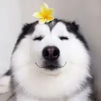关于狗的qq头像
