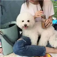 可爱比熊简单头像呆萌可爱的小狗狗
