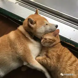 内心住着喵星人的柴犬,看到这橘喵的第一眼起,再也撒不开爪

