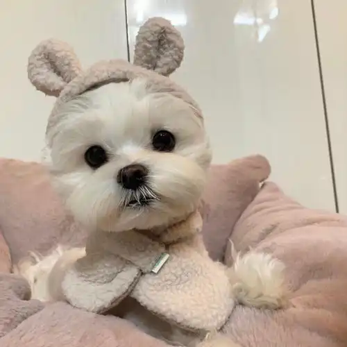 狗狗常见的寄生虫皮肤病该怎么治疗
