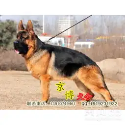 短嘴锤系纯种德国牧羊犬cvs官方耳号赛级品相