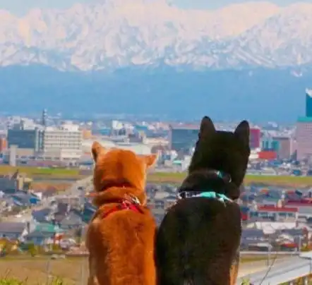 柴犬兄妹超可爱春日写真,每张照片都有故事,网友情侣头像get
