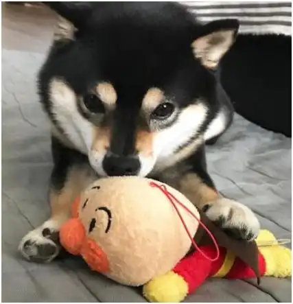 小柴犬时而呆萌时而霸道,身份转换游刃有余,真是只可爱的狗狗
