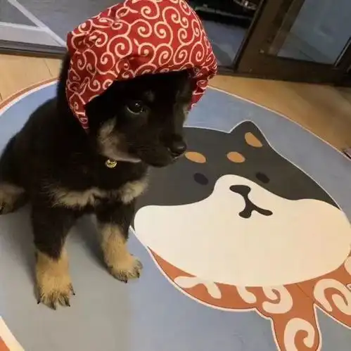 柴犬长得呆萌可爱,小主人喜欢给狗狗打造新造型,好萌的小狗狗
