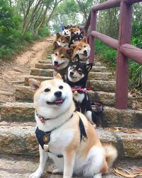猫爱吃鱼,柴犬爱吃西瓜走近这些超可爱的柴犬.....
