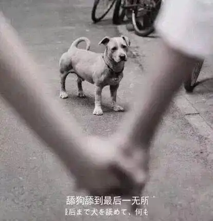 合集汪星人表情包
