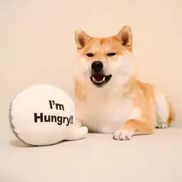 最喜欢的食物是吐司呆萌柴犬daifuku吃货日记

