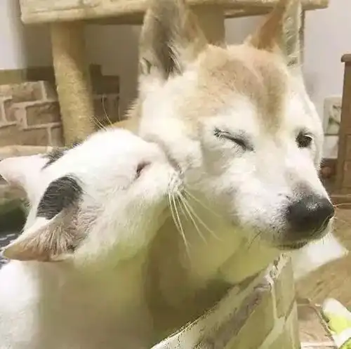 18岁老年痴呆网红柴犬离世,陪伴它的竟然是一直猫咪
