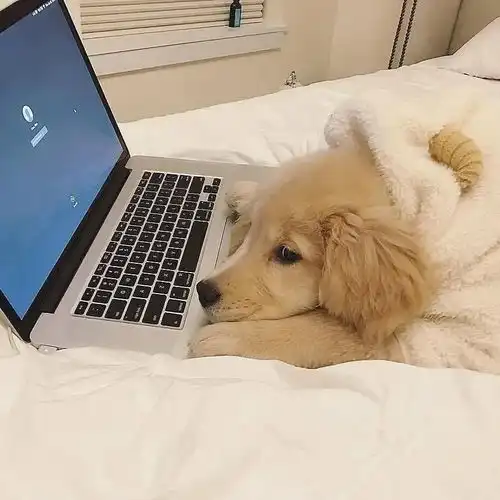绝绝子的情侣头像
