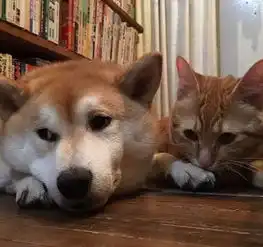 橘猫和柴犬的cp感原来可以这么强简直配一脸啊
