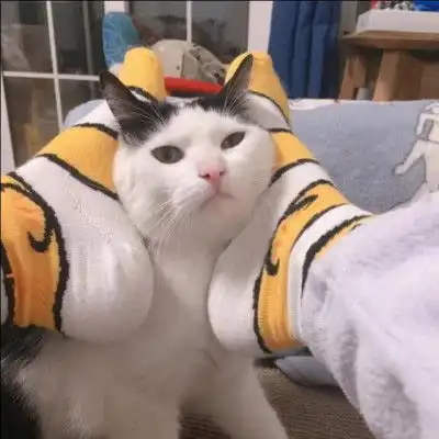 可爱猫头像萌萌哒图片高清超萌小奶猫头像
