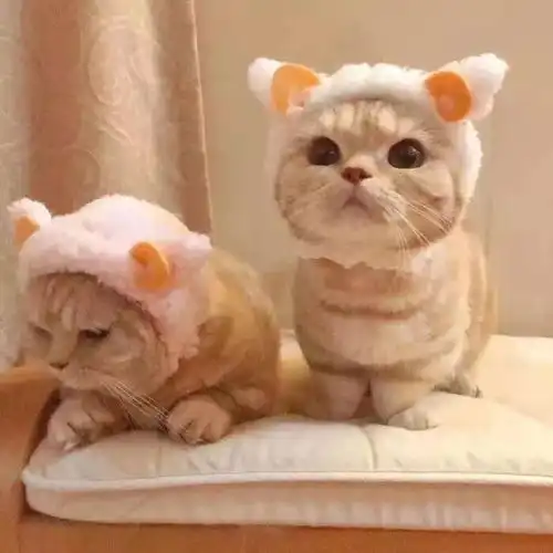头像壁纸可爱的小猫和小狗的头像
