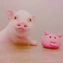 超萌超可爱的小粉猪图片大全你别过来我怕猪
