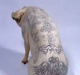 最有身价的lv纹身猪一张猪皮值20万
