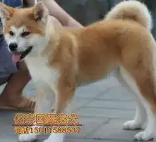 黄页88高清图片
