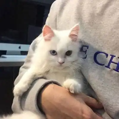 有没有一男一女抱着猫猫的情侣头像
