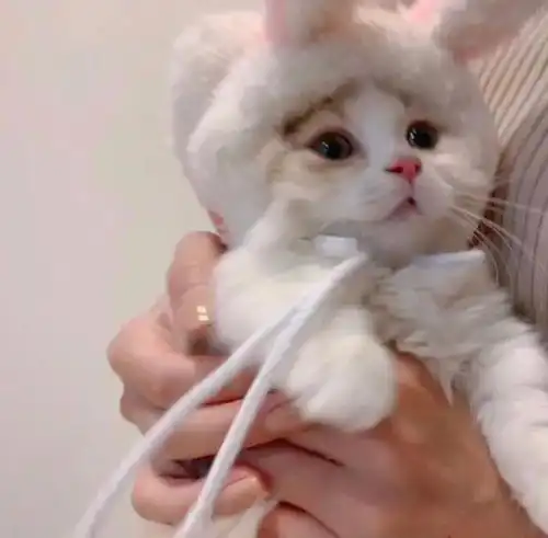 猫咪是更想流浪,还是希望被养着
