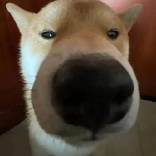 情头情头可爱狗狗
